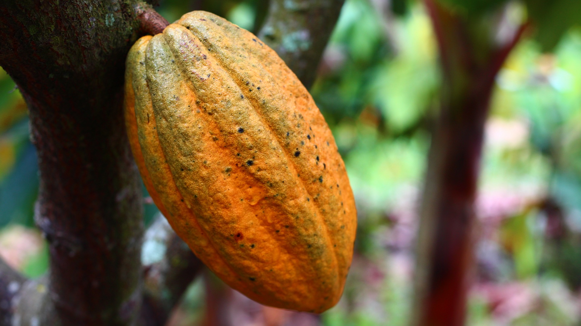 Το Theobroma cacao, ονομάζεται επίσης κακαόδεντρο, είναι ένα αειθαλές δέντρο της οικογένειας Malvaceae.