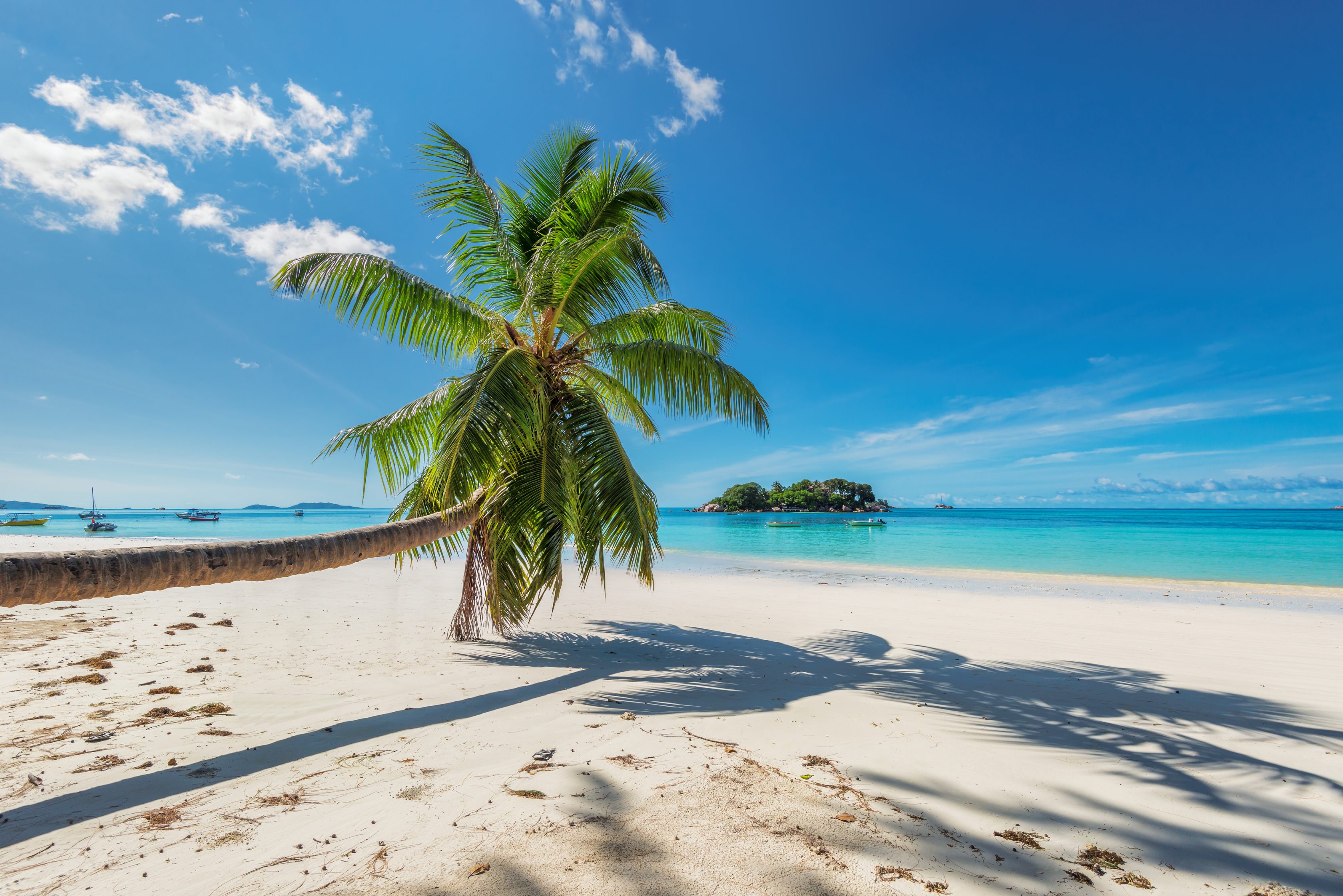 Παραλία με λευκή άμμο με φοίνες σε τροπικό νησί στην Καραϊβική. Καλοκαιρινές διακοπές και ταξίδια.